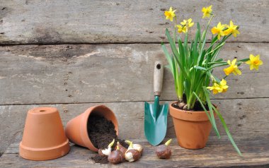 bitki çiçek soğanı dikim