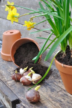 bitki çiçek soğanı dikim