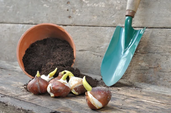 Piantagione di bulbi di tulipano — Foto Stock