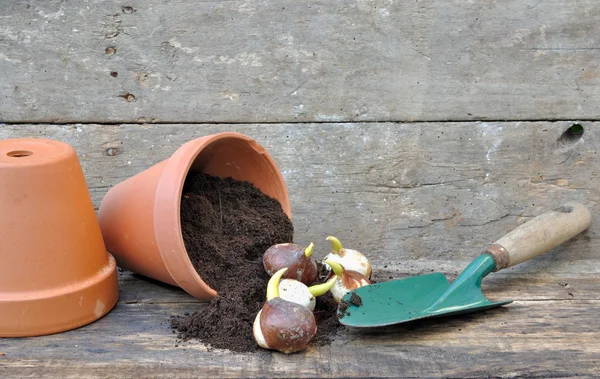 Pflanzung von Tulpenzwiebeln — Stockfoto