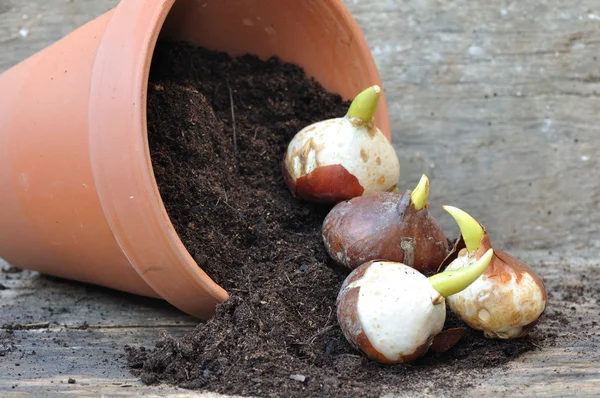 Klíčivost tulipánových cibulí — Stock fotografie