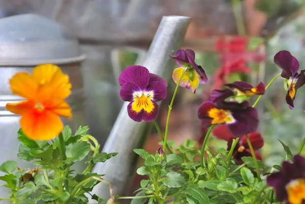 Flores de colores contra el metal — Foto de Stock