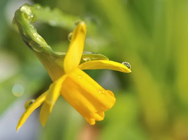 Narzissenblüte — Stockfoto