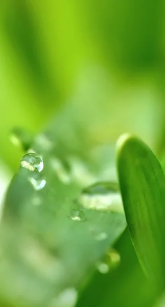 Queda de chuva — Fotografia de Stock