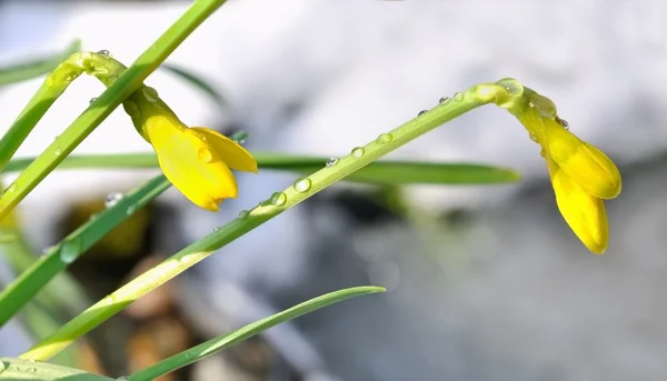 Daffodil flower buds — Stock Photo, Image