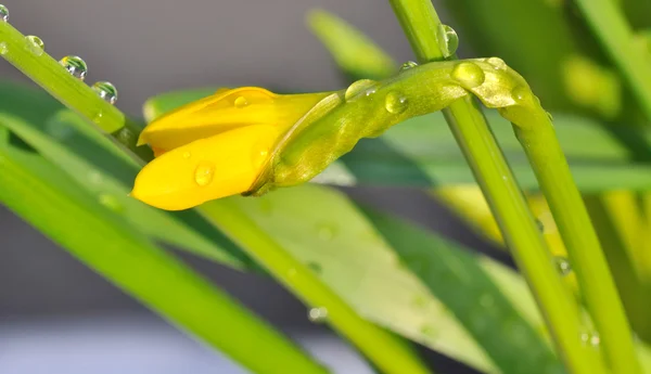 Gemme di fiori di narciso — Foto Stock