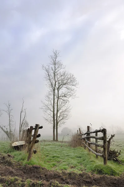 Pastoreo en invierno —  Fotos de Stock