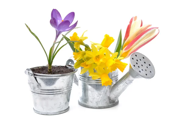 Frühlingsblumen — Stockfoto