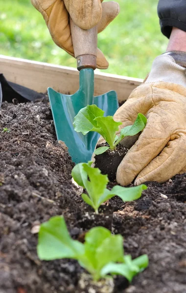 Planting salad — Stock Photo, Image