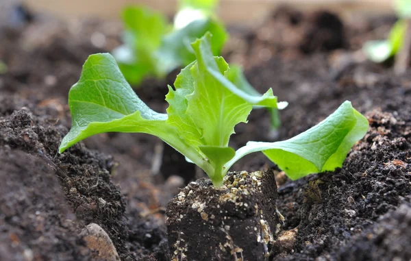 Little salad on soil — Stock Photo, Image