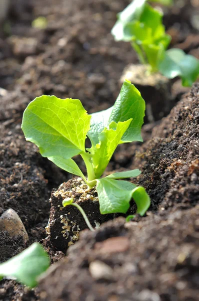 Little salad in soil — Stock Photo, Image