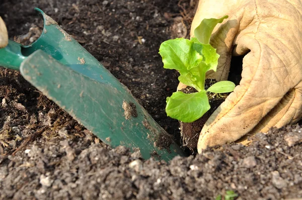 Ensalada de plantación — Foto de Stock