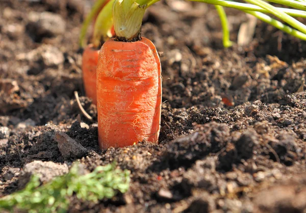 Zanahoria en huerta — Foto de Stock