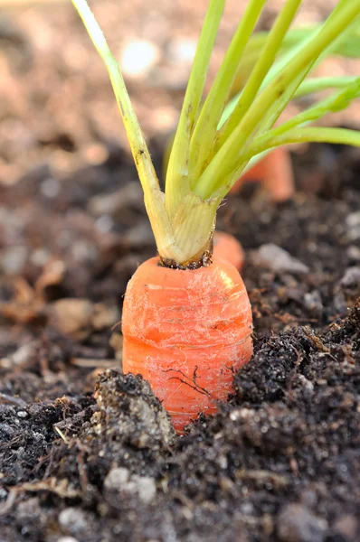 Морковь в огороде — стоковое фото