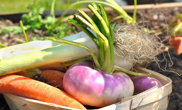 Taze bahçe sebzeleri — Stok fotoğraf