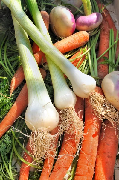 Garden vegetables — Stock Photo, Image