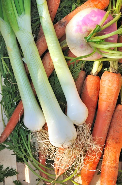 Garden vegetables — Stock Photo, Image