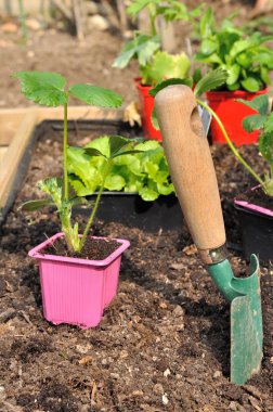 Plantation bir ahşap kutu