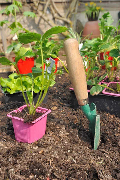 Plantación en el jardín — Foto de Stock