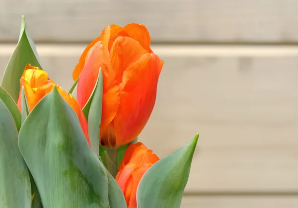 Tulipano arancione — Foto Stock