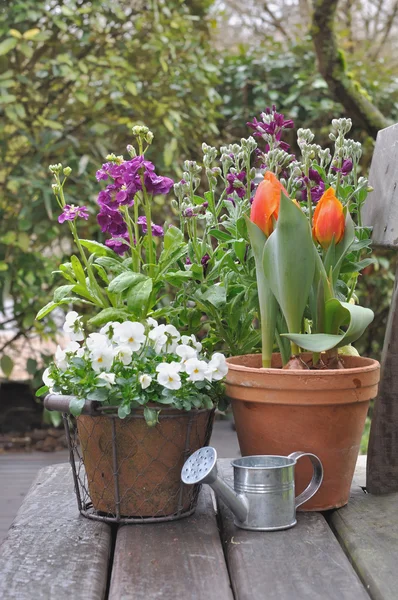 Spring flowers — Stock Photo, Image