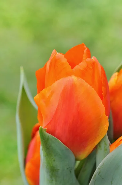 Tulipan pomarańczowy — Zdjęcie stockowe