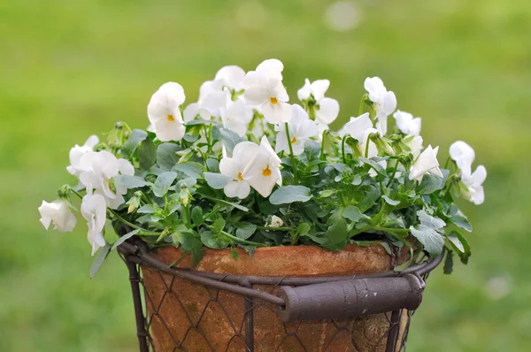 Romantic flowers — Stock Photo, Image