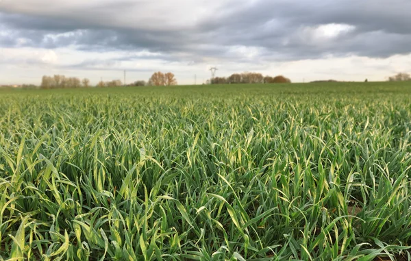 Пшеничное поле под темным небом — стоковое фото