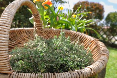 sepet içinde taze kekik