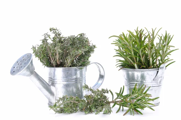 Thyme and rosemary — Stock Photo, Image