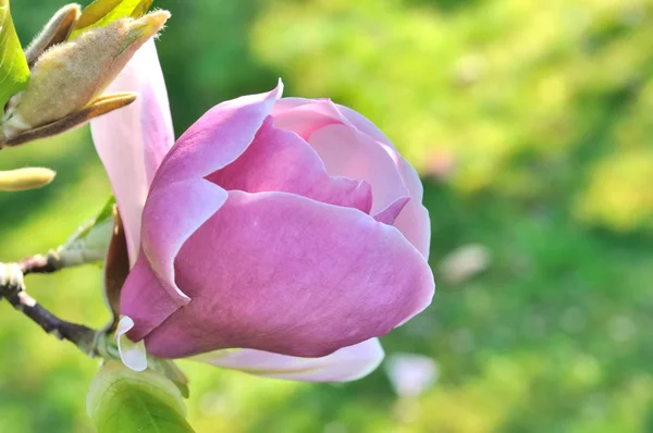 Bellissimo fiore di magnolia — Foto Stock