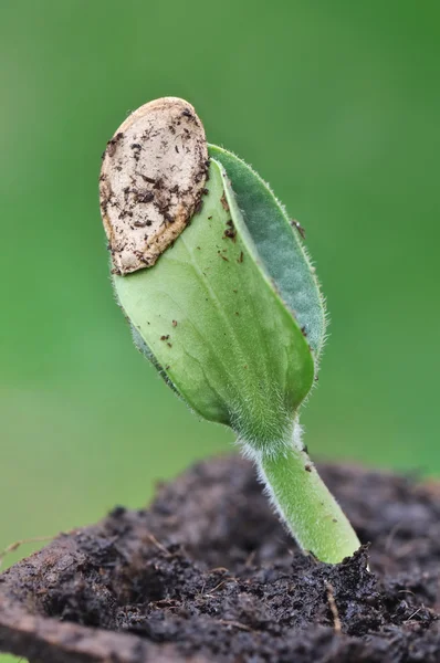 Closeup on germination — Stock Photo, Image