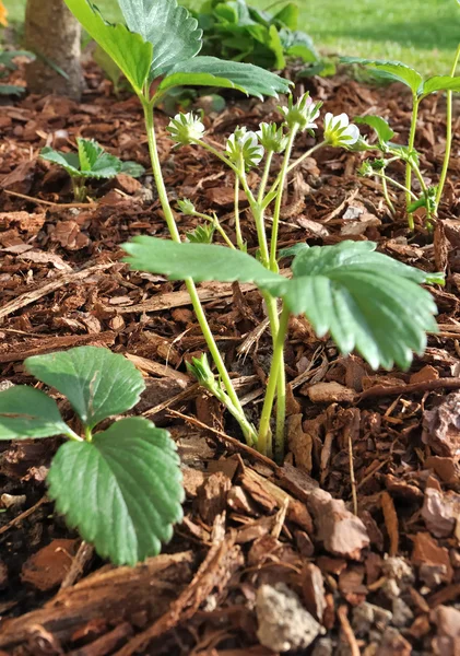 Aardbei in mulched bodem — Stockfoto