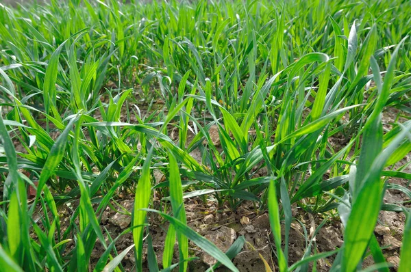 Wheat seedlings — Stock Photo, Image