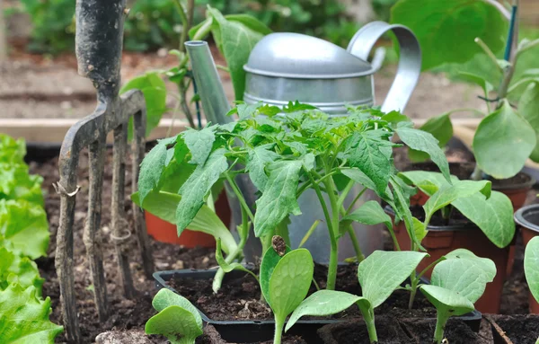 Bibit di kebun sayuran — Stok Foto