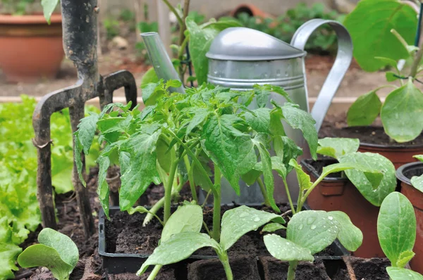 Bibit di kebun sayuran — Stok Foto