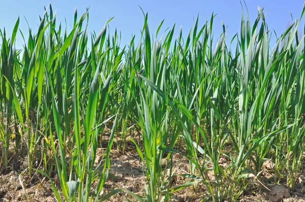 Wheat seedlings — Stock Photo, Image