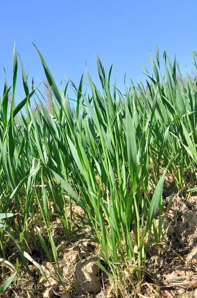Саженцы пшеницы — стоковое фото