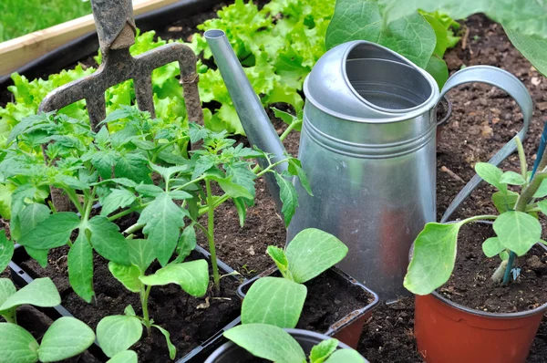 Les semis dans le potager Photos De Stock Libres De Droits