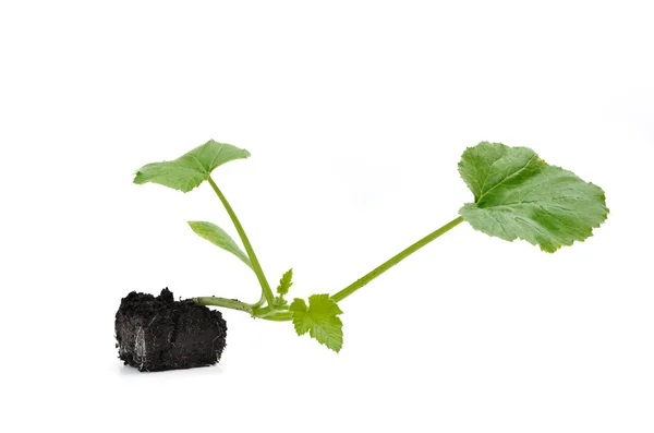 Zucchini plant — Stock Photo, Image
