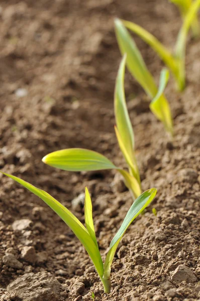 Wiersz sadzonki kukurydzy — Zdjęcie stockowe
