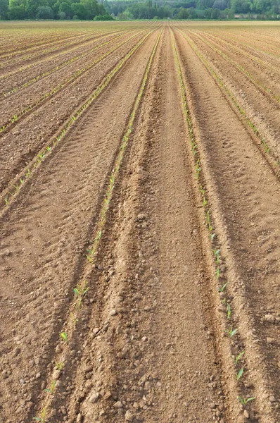 Young corn sprouts — Stock Photo, Image