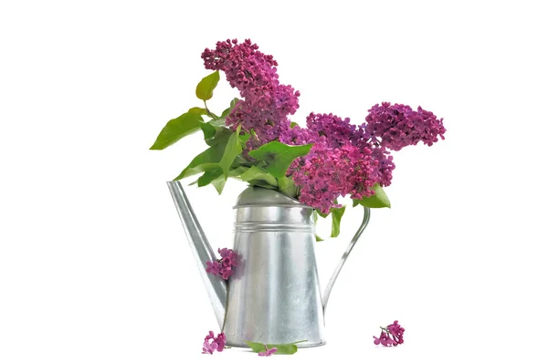 Bouquet av Lilac – stockfoto