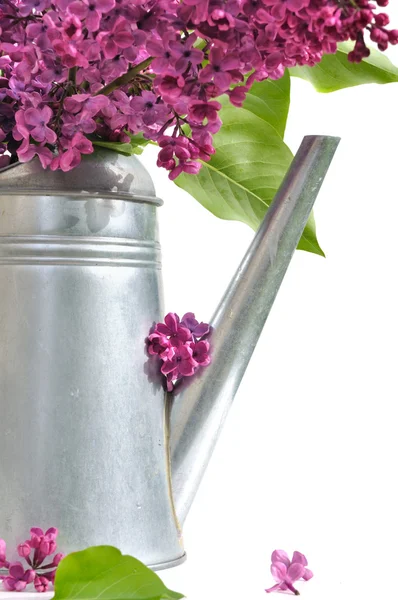 Lilac — Stock Photo, Image