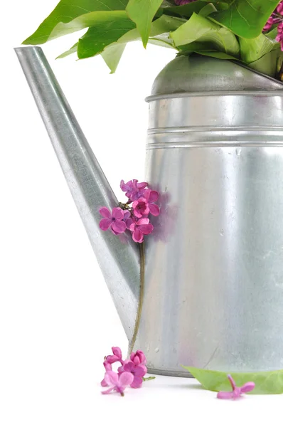 Kelopak bunga lilac — Stok Foto