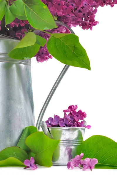 Decor with lilac — Stock Photo, Image