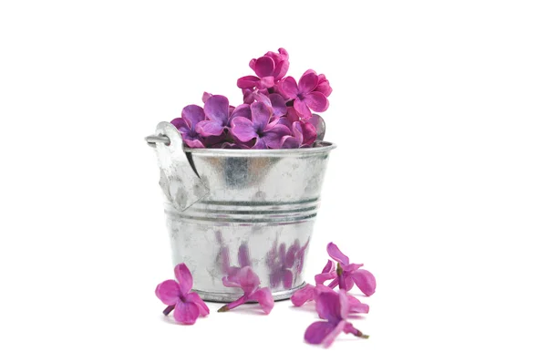 紫色のライラック花弁 — Stockfoto