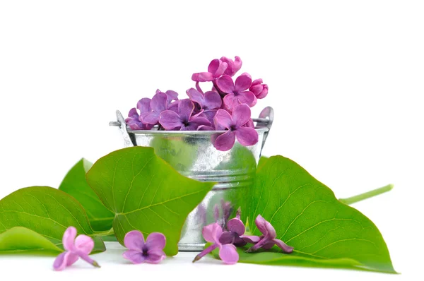 Fioletowe płatki liliowy — Zdjęcie stockowe