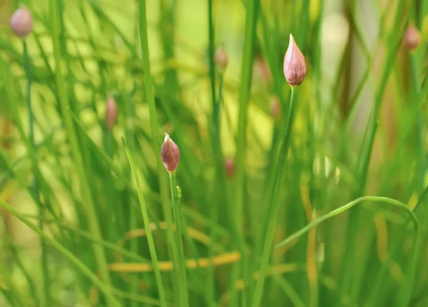 Schnittlauch-Knospen — Stockfoto