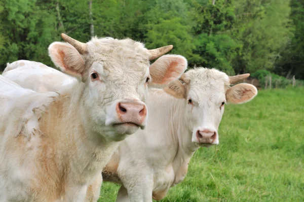 Heifers — Stock fotografie